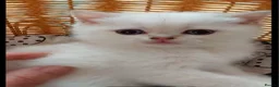 Scottish Fold cats for sale: Pedigree😻SF TICA registered😻kittens😻 - Advert 20