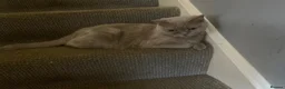 British Shorthair cats for sale: British shorthair x Ragdoll  - Advert 8