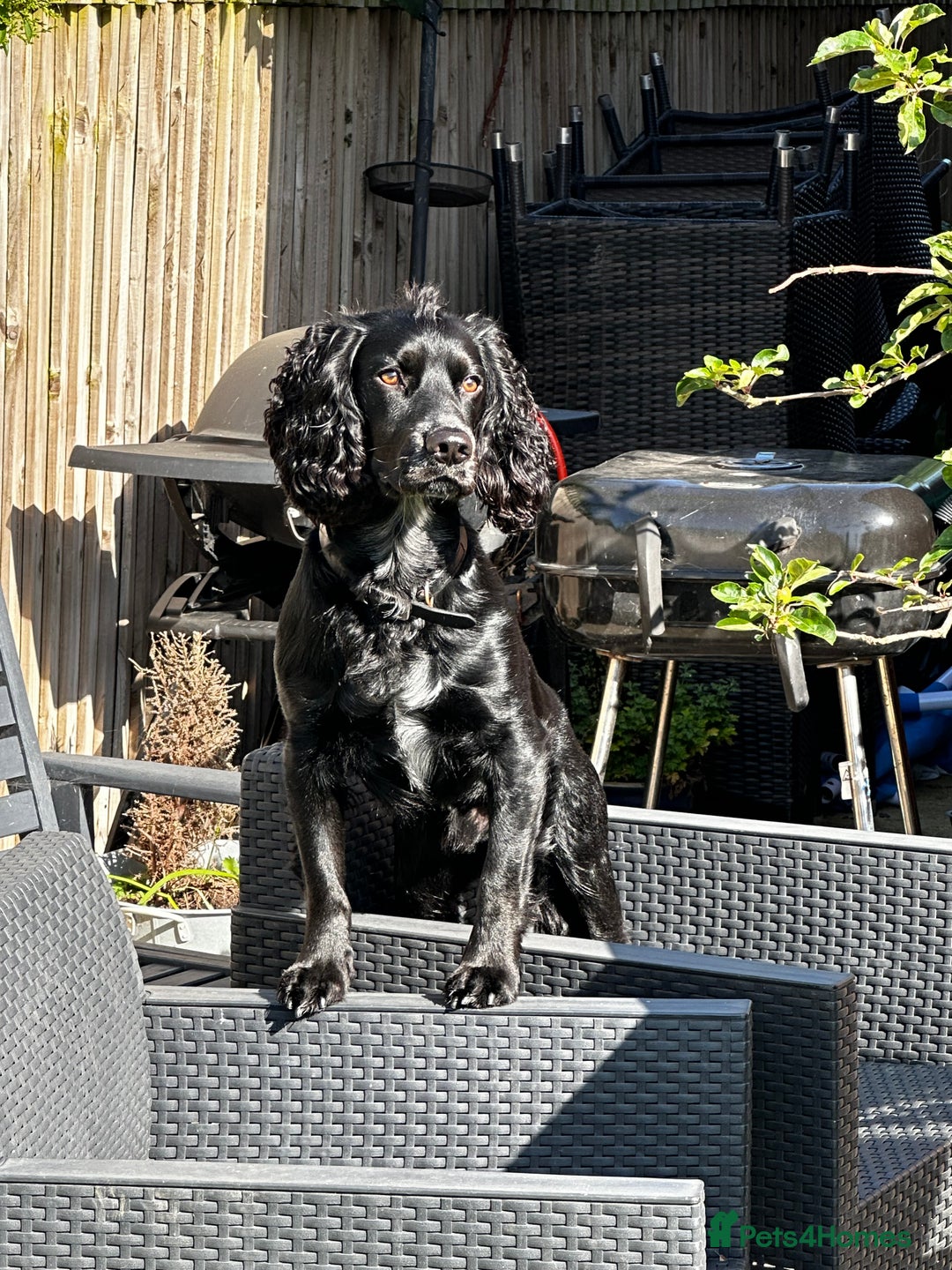 Cocker Spaniel dogs for sale: 6 beautiful Cocker Spaniel puppies.  - Advert 18