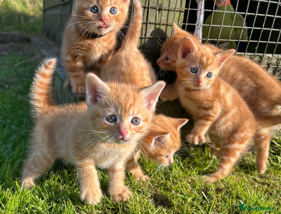 Mixed Breed cats for sale: Pure Ginger GIRLS - Image 5