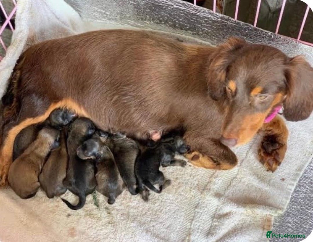 Dachshund dogs for sale: Miniature Dachshunds  - Advert 8