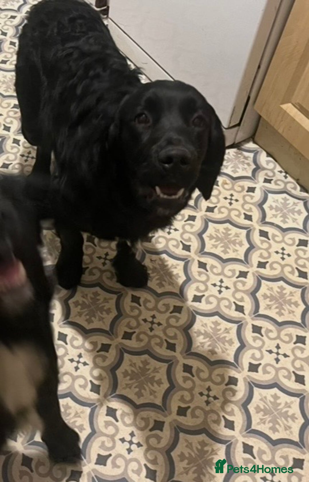 Mixed Breed dogs for sale: Golden Cocker - Advert 2