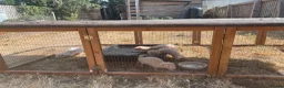 Ferret rodents for sale: Ferret kits for sale - Advert 2