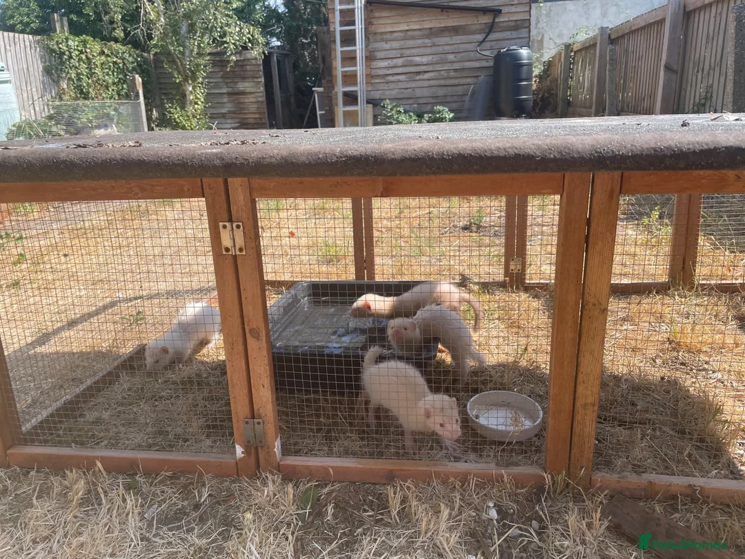 Ferret rodents for sale: Ferret kits for sale - Advert 2