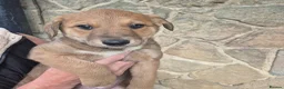 Mixed Breed dogs for sale: Lurcher x Collie  in Preston - Advert 4