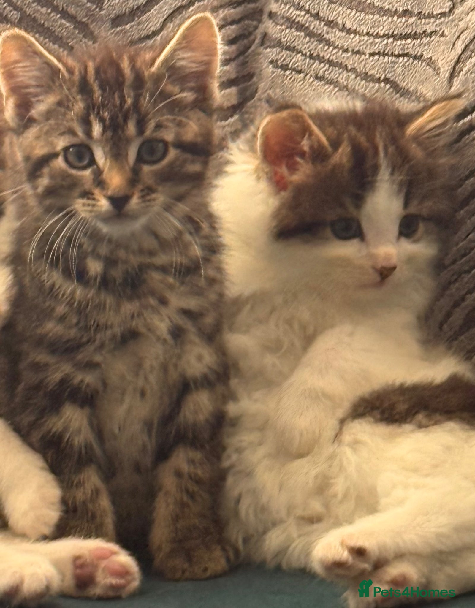 Mixed Breed cats 2 adorable fluffy boy kittens  - Advert 1