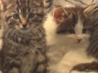 Mixed Breed cats 2 adorable fluffy boy kittens - Advert 2