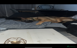 Mixed Breed dogs for sale: Wilson  - Image 6