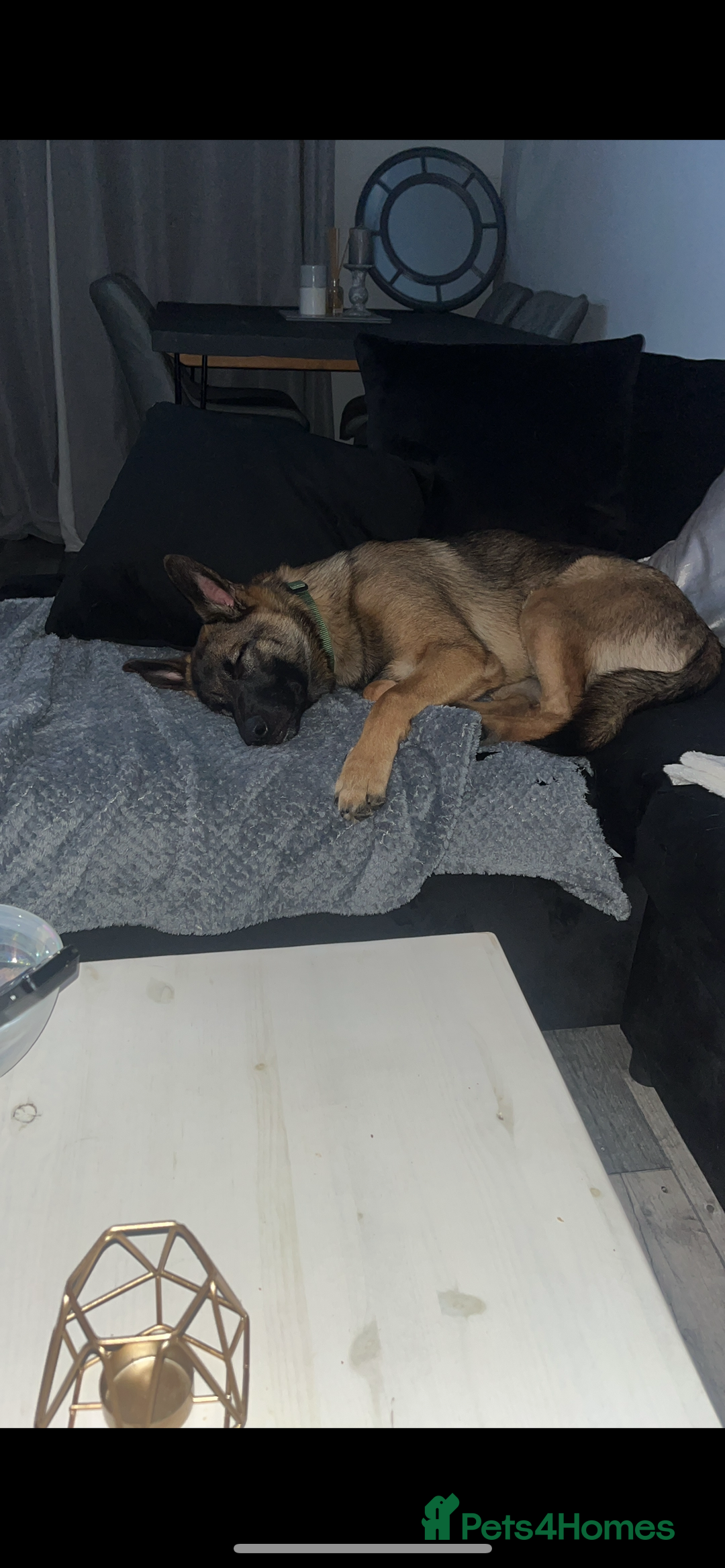 Mixed Breed dogs for sale: Wilson  - Image 6