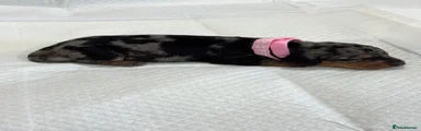 Miniature Dachshund 3