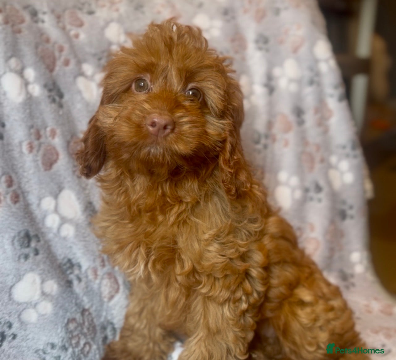 Cockapoo dogs Affectionate toy Cockapoo girls  - Advert 2