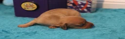 Miniature Dachshund dogs for sale: 4 Miniature Dachshund Pups Red Dapple - Shaded Red - Advert 11