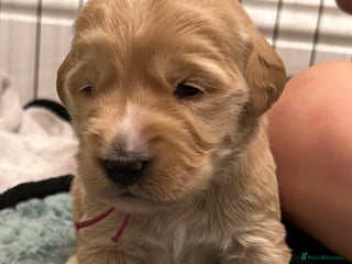 Double Doodle dogs - Advert 13