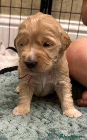 Double Doodle dogs - Advert 1