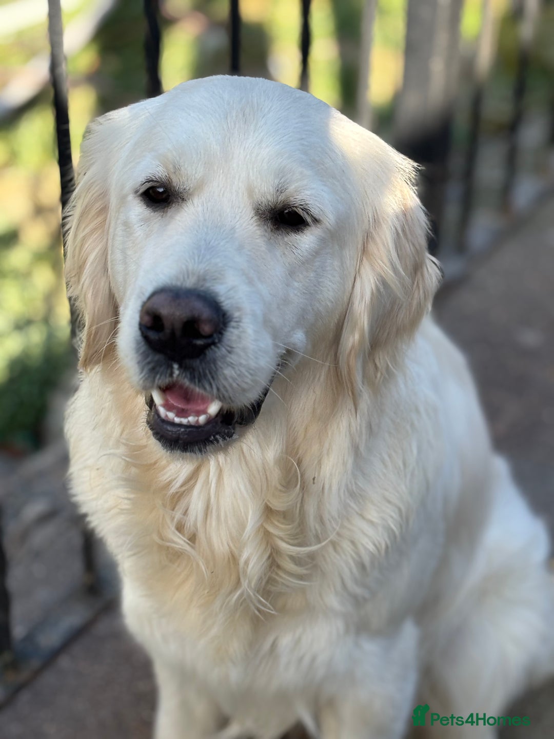 Golden Retriever dogs for sale: Champion line KC reg Golden Retriever pups - Image 13