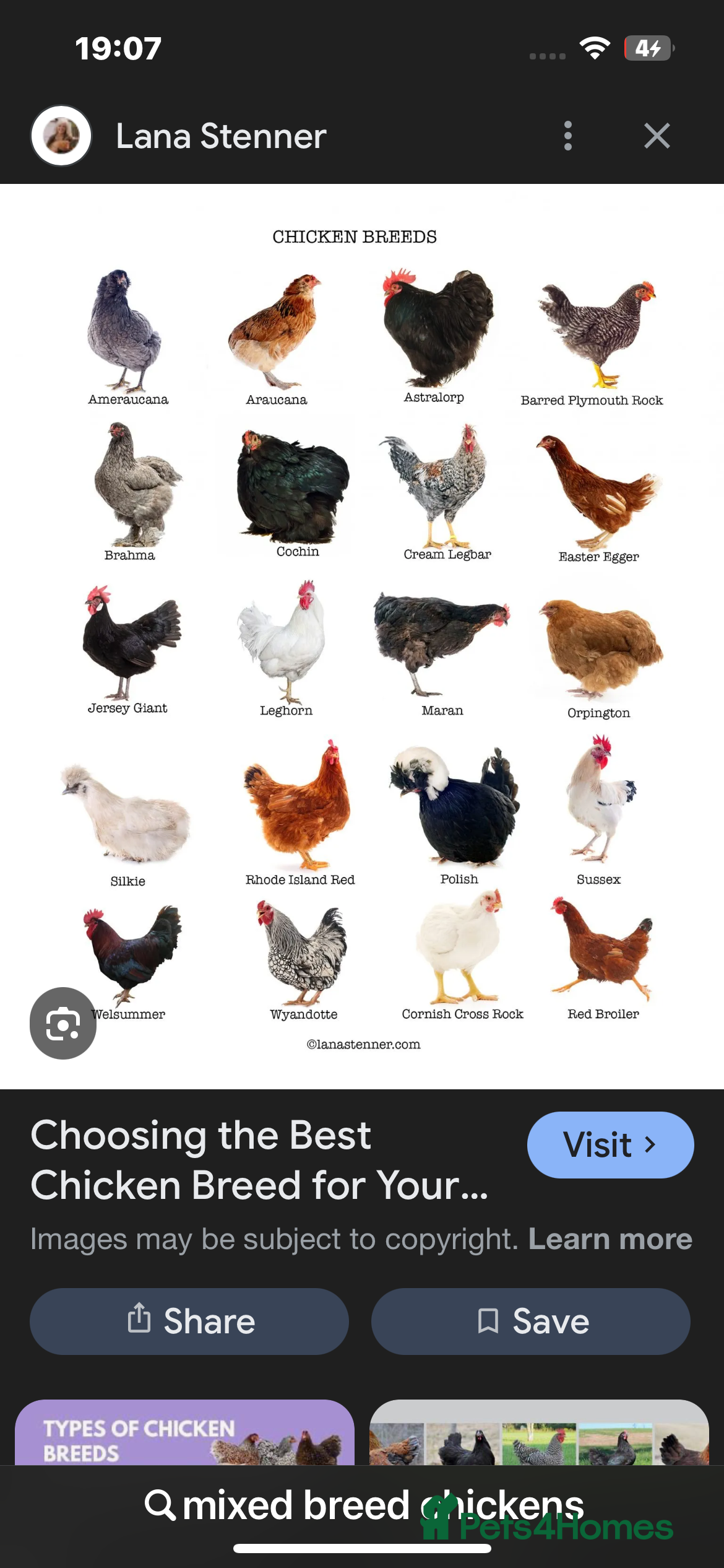 Chickens poultry Point of lay hens.. - Advert 6