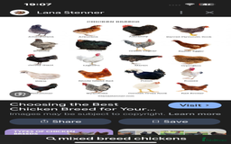 Chickens poultry for sale: Point of lay hens.. - Advert 1