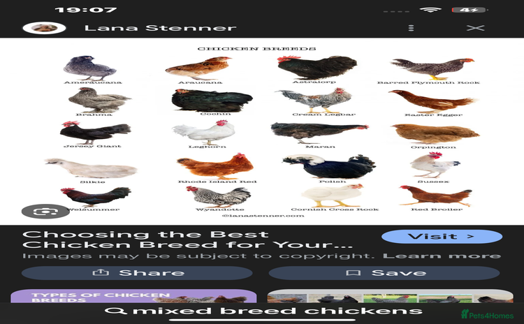 Chickens poultry Point of lay hens.. - Advert 1