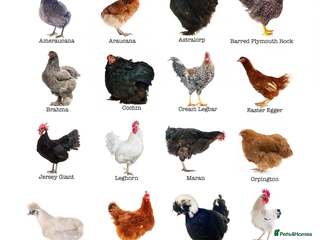 Chickens poultry Point of lay hens.. - Advert 1