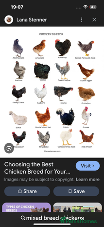 Chickens poultry Point of lay hens.. - Advert 1