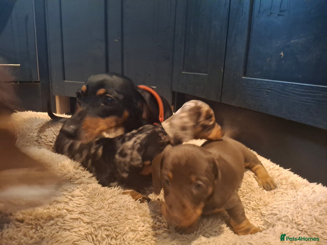 Miniature Dachshund dogs for sale: Miniature smooth haired dachshund  - Image 6