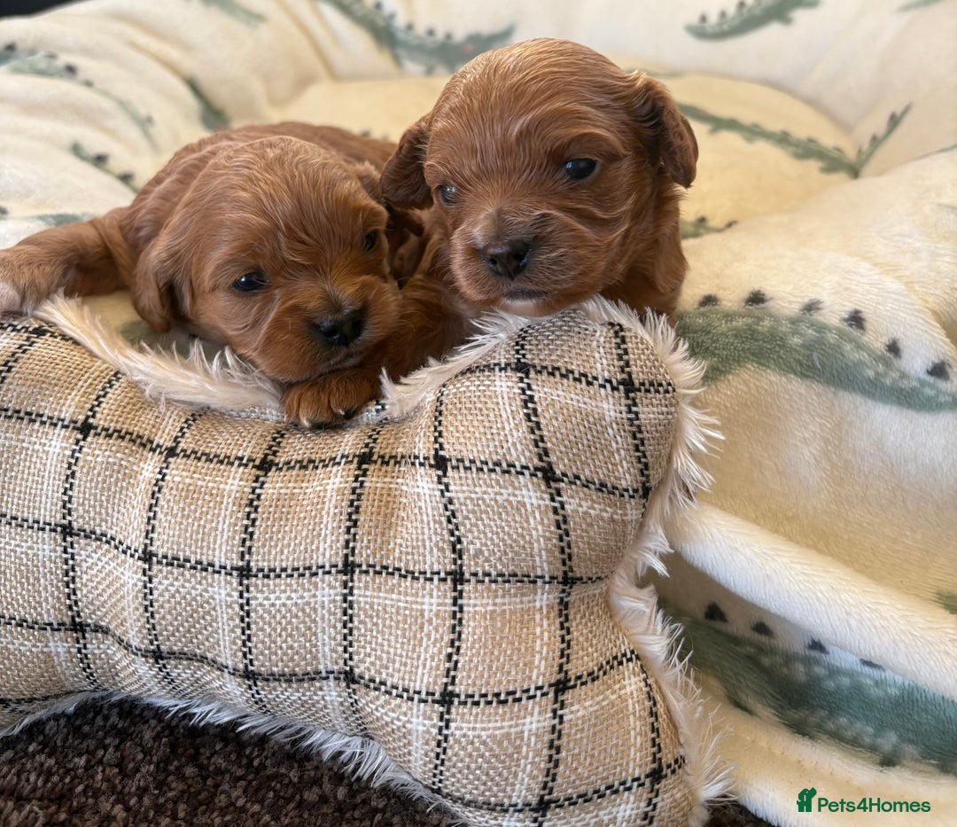 Cavapoo dogs for sale: F1 Toy Cavapoo Puppy’s! - Advert 7