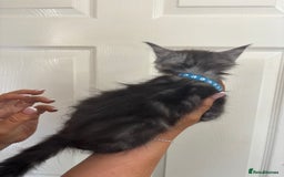 Maine Coon cats for sale: Maine coon kittens TICA registered  - Image 3