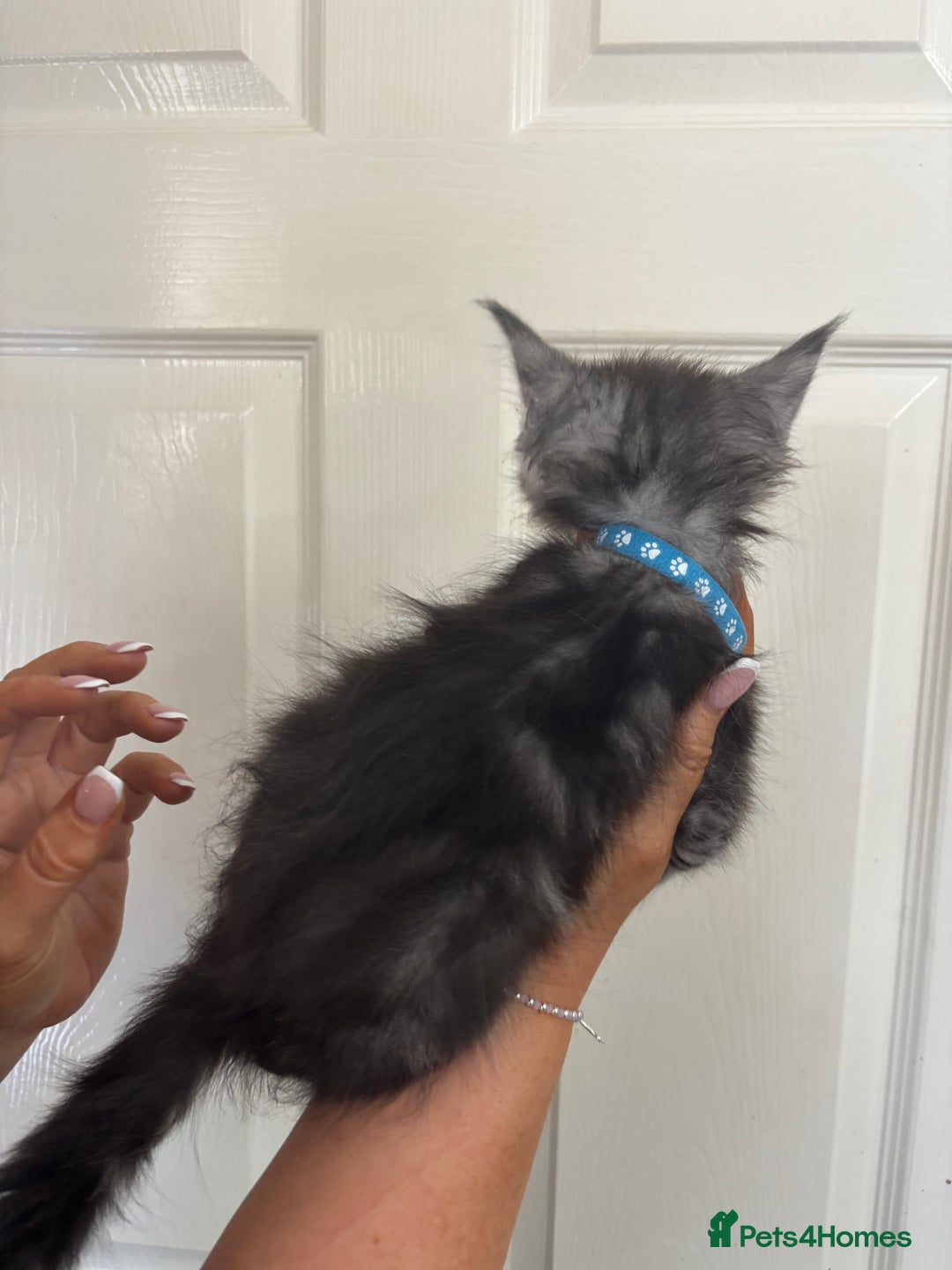 Maine Coon cats for sale: Maine coon kittens TICA registered  - Image 3