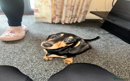 Miniature Dachshund dogs for sale: Last remaining Black and Tan girl  - Image 5