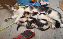 Mixed Breed cats for sale: 3 Adorable Fluffy Kittens - Image 8