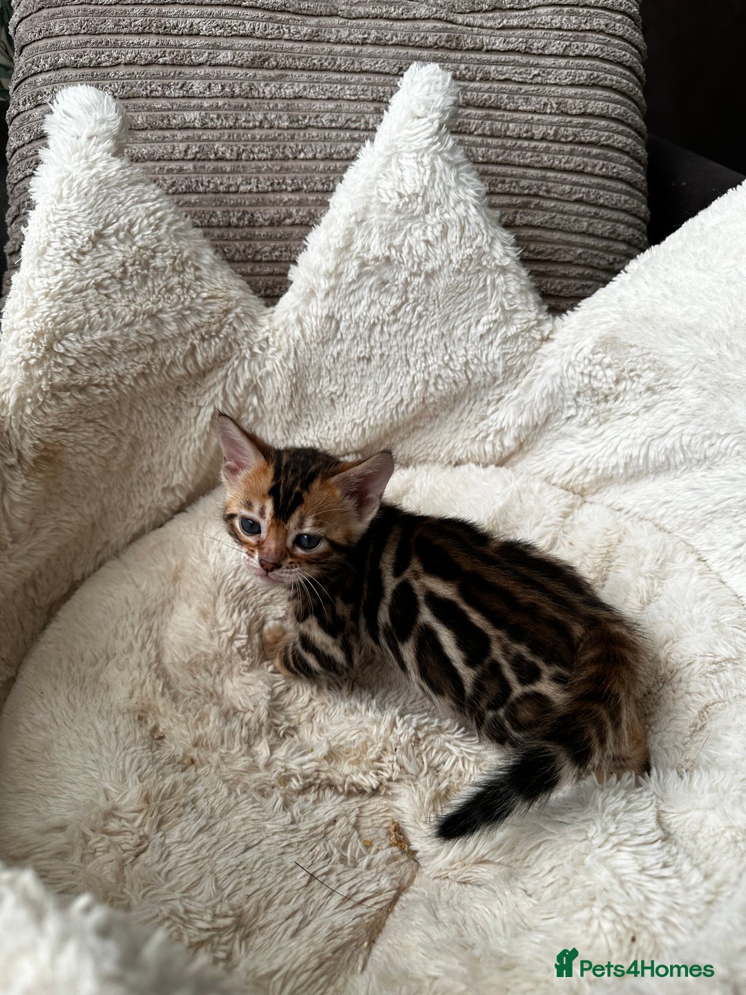 Bengal cats for sale: TICA registered bengal kittens available! - Advert 15