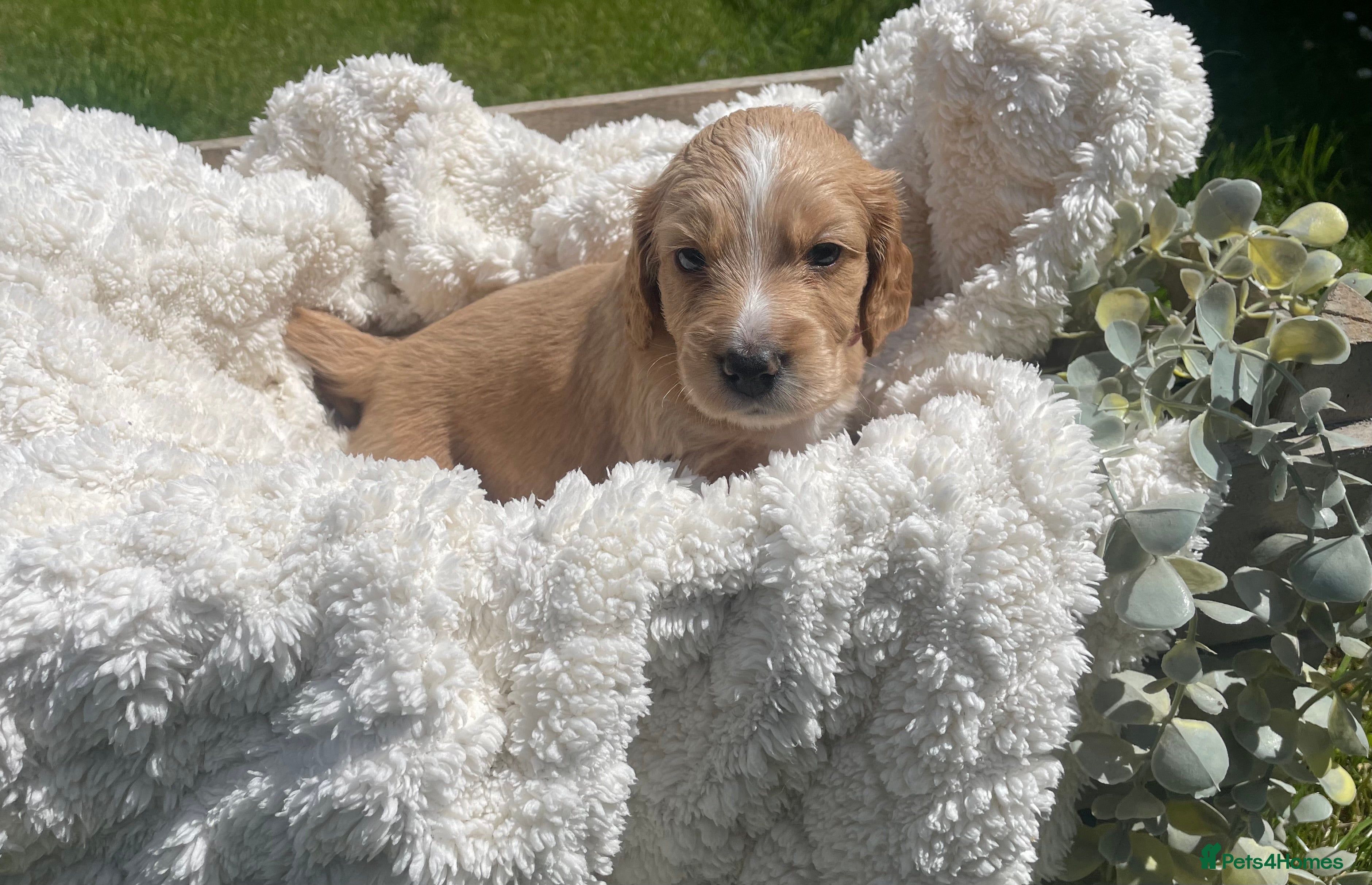 Cockapoo dogs for sale: Stunning F1b Cockapoo puppies - Advert 26