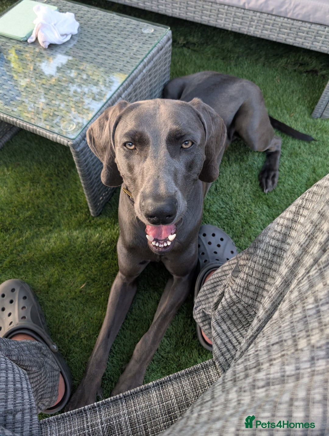 Weimaraner dogs for stud: Otto Weimaraner for Stud  - Advert 6