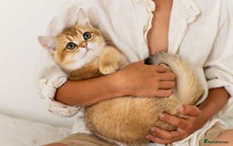 British Shorthair cats for sale: Ready now gorgeus Golden British SH male kitten - Image 6