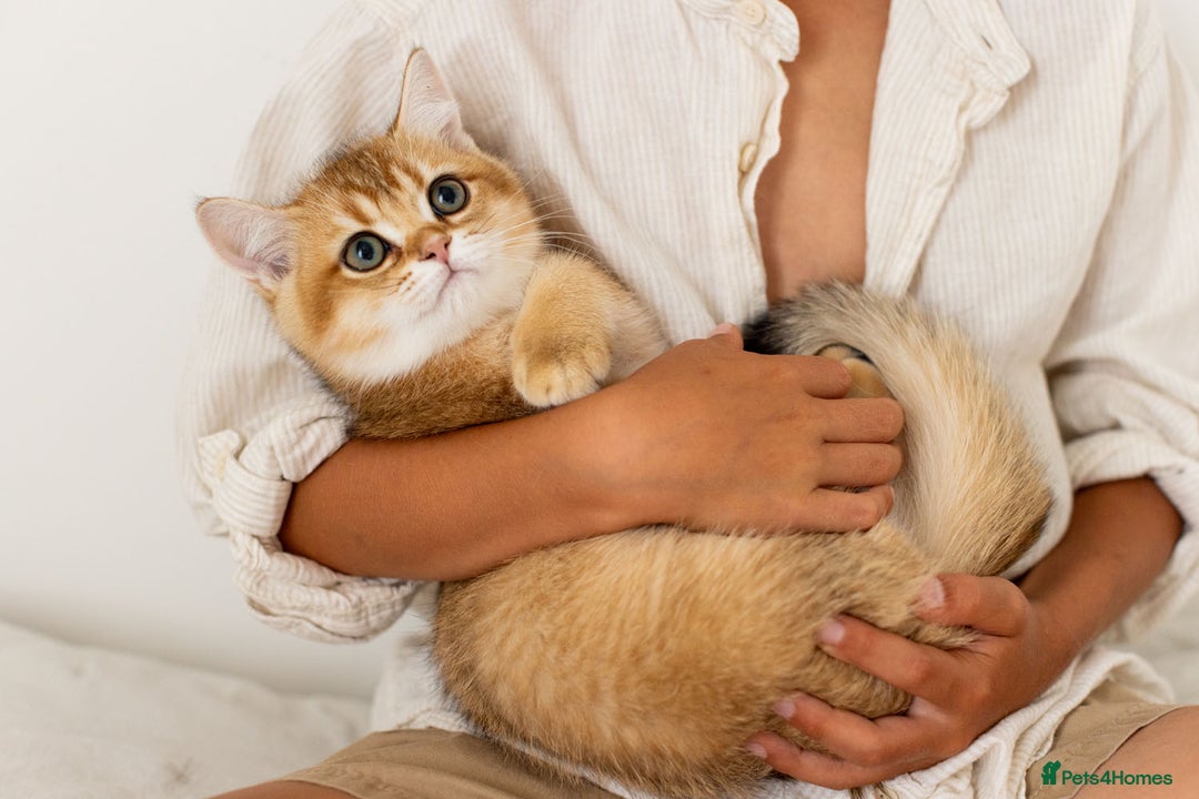British Shorthair cats for sale: Ready now gorgeus Golden British SH male kitten - Image 6
