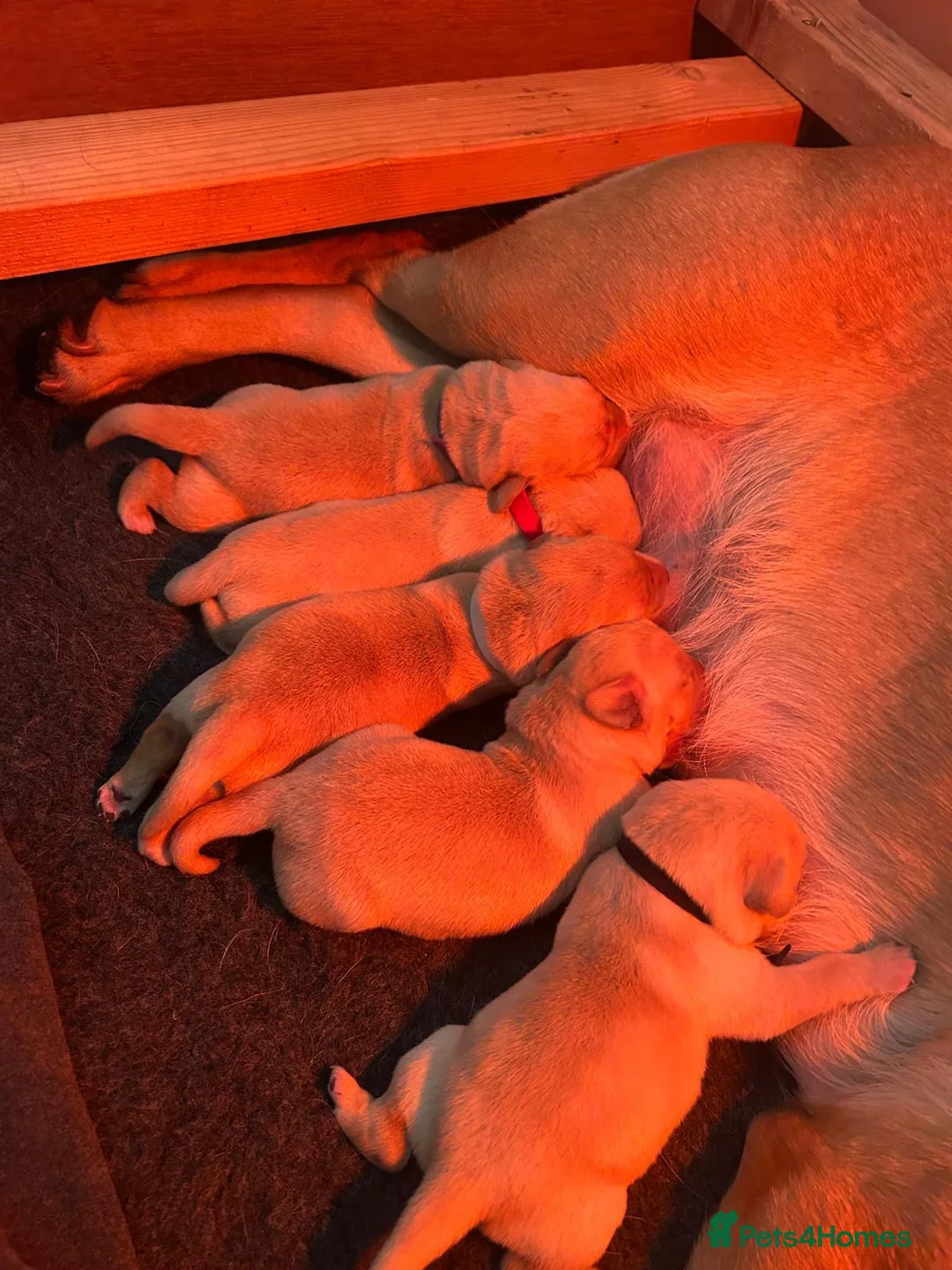 Labrador Retriever dogs for sale: Labrador Puppies mum and dad are our pets) - Advert 2