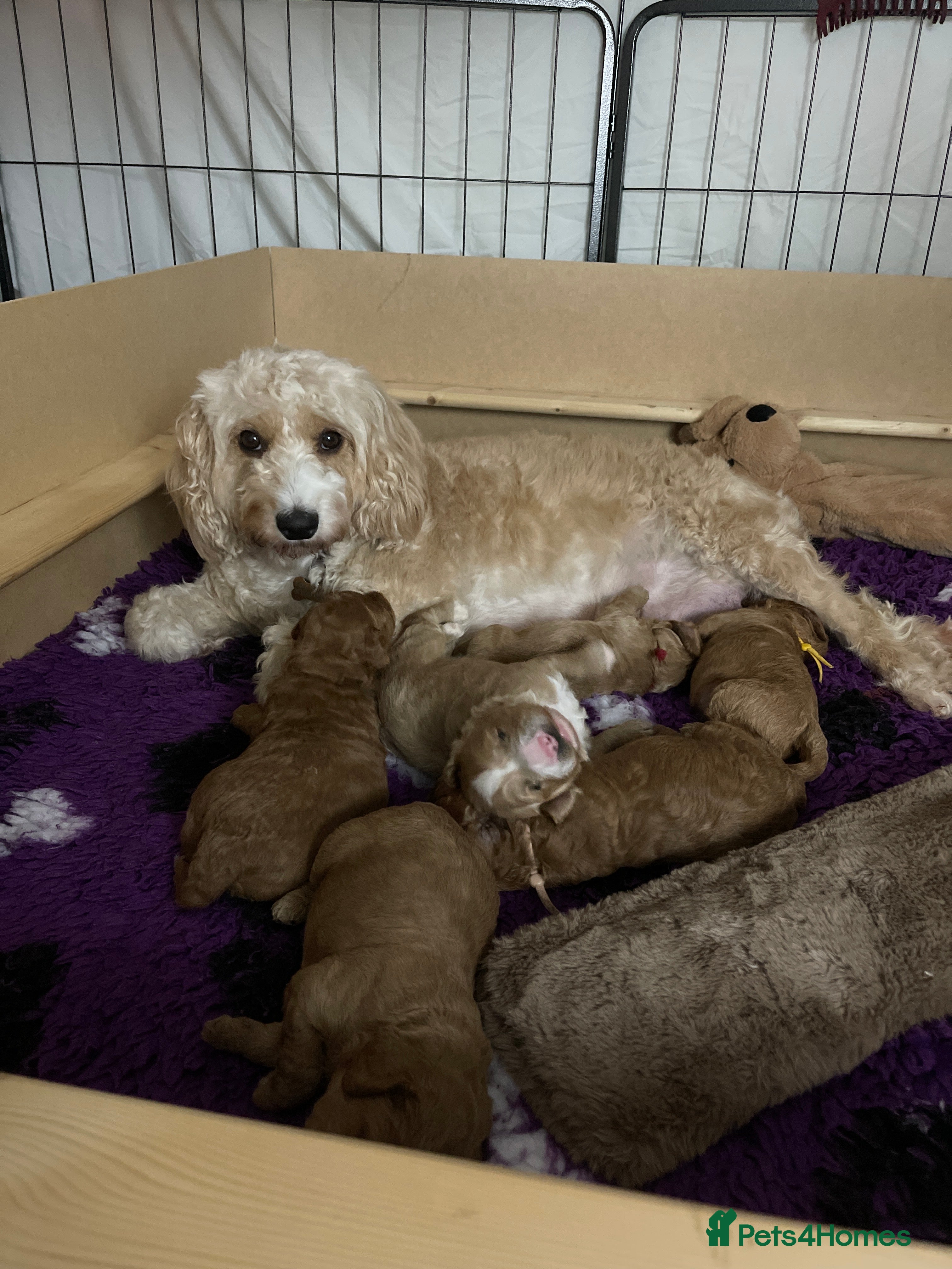 Cockapoo dogs Cockapoo puppies - Advert 15