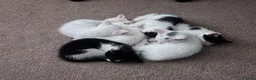 Mixed Breed cats for sale: Kittens - Advert 10