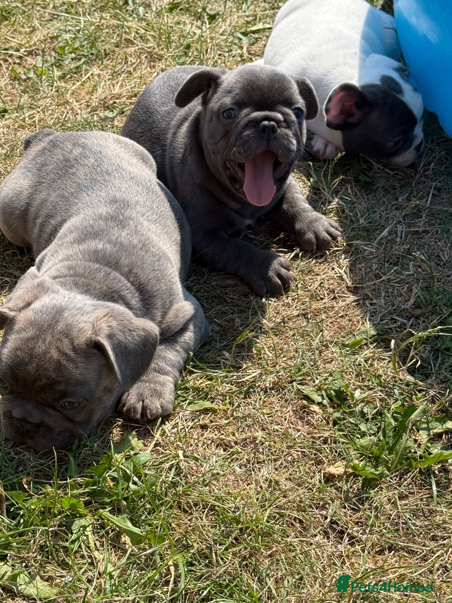 French Bulldog dogs French bulldog puppies  - Advert 15