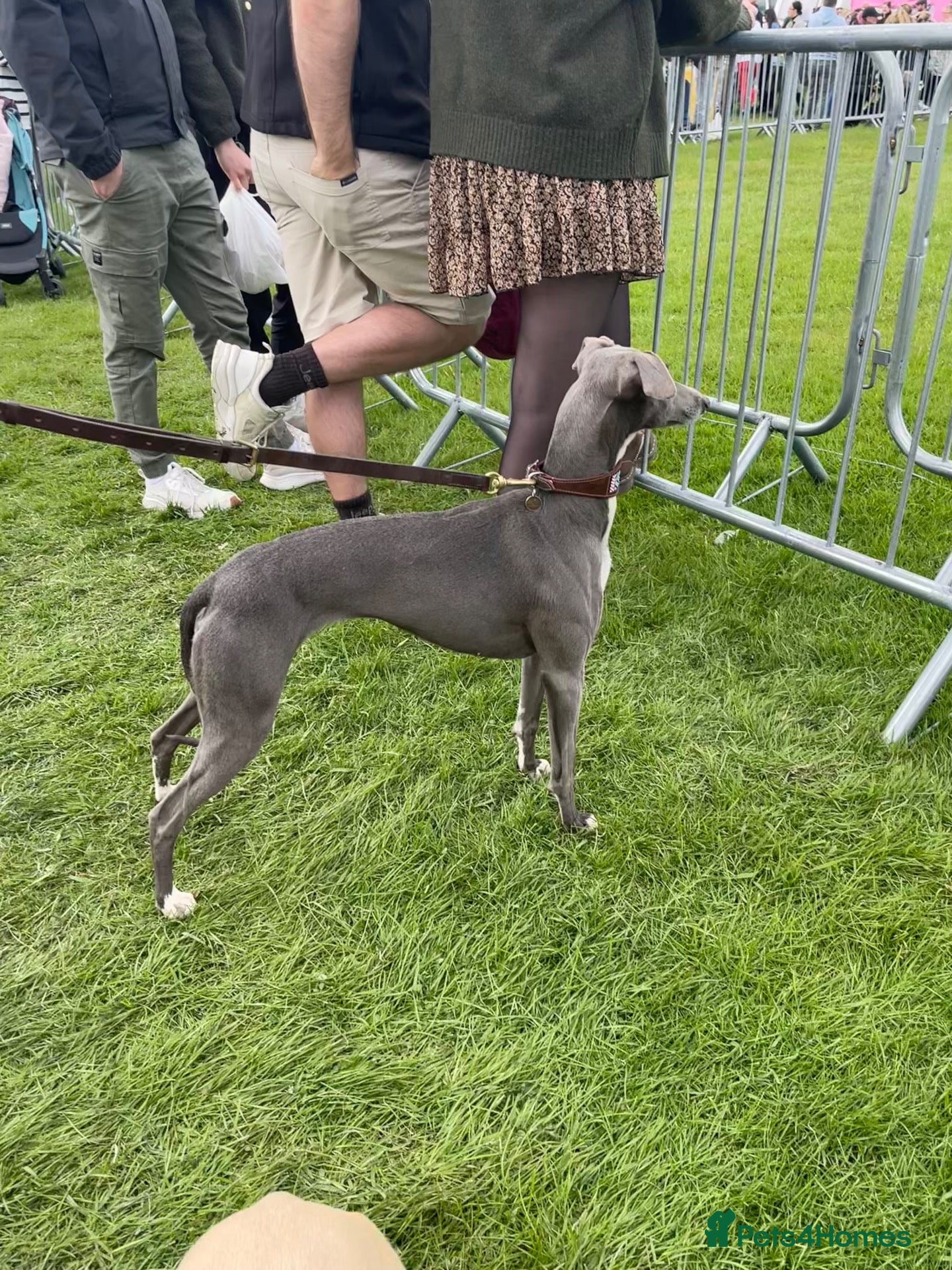 Mixed Breed dogs 1st Cross Beddy Whippets - Advert 1