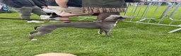 Mixed Breed dogs for sale: 1st Cross Beddy Whippets - Advert 1