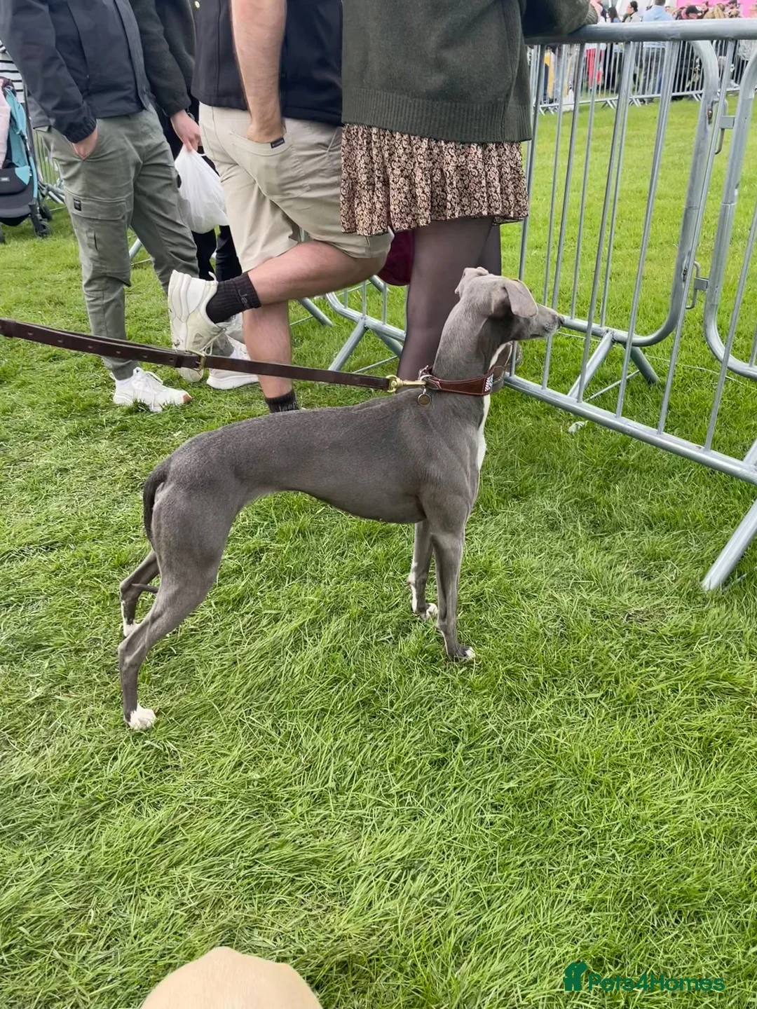Mixed Breed dogs for sale: 1st Cross Beddy Whippets - Advert 1