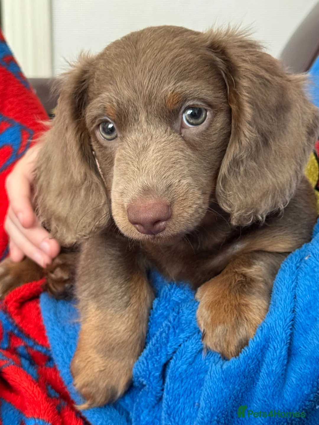 Miniature Dachshund dogs for sale: 1 male Long Haired Miniature Dachshund left - Advert 1