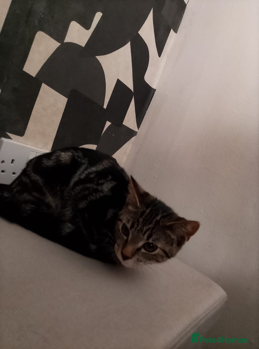 Domestic Shorthair cats for sale: Female kitten - Image 3