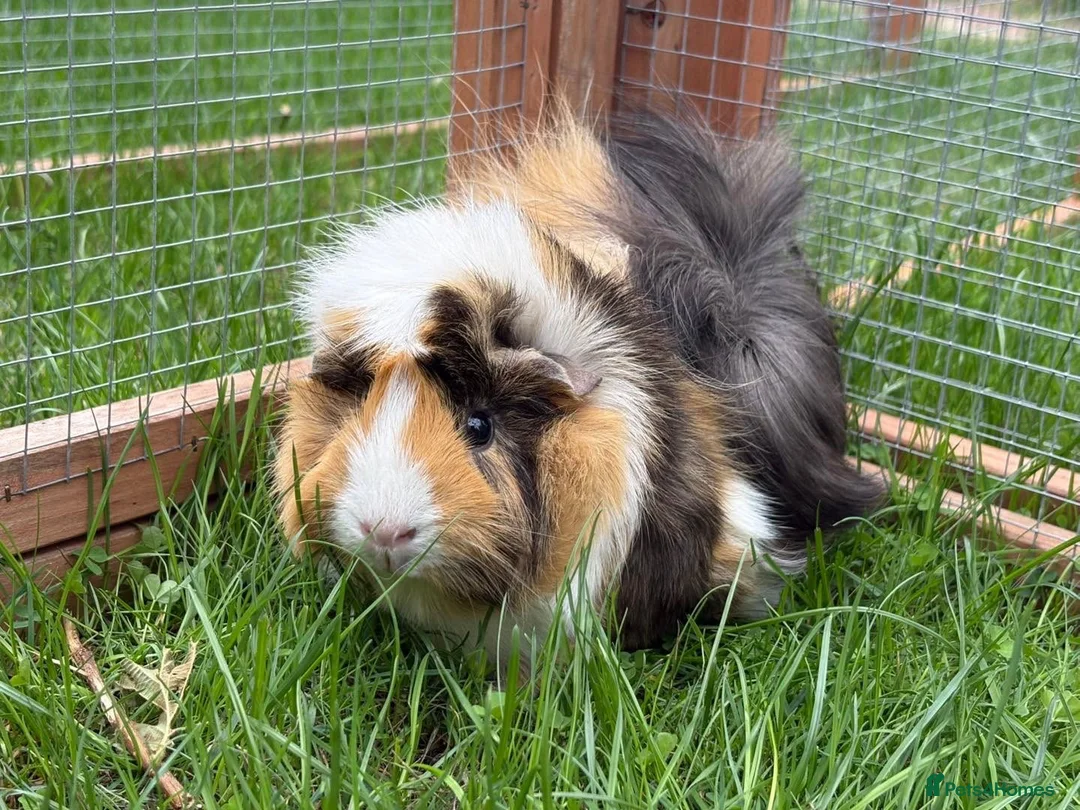 Guinea Pig rodents for sale: 2 sow guinea pigs  in Telford - Advert 3