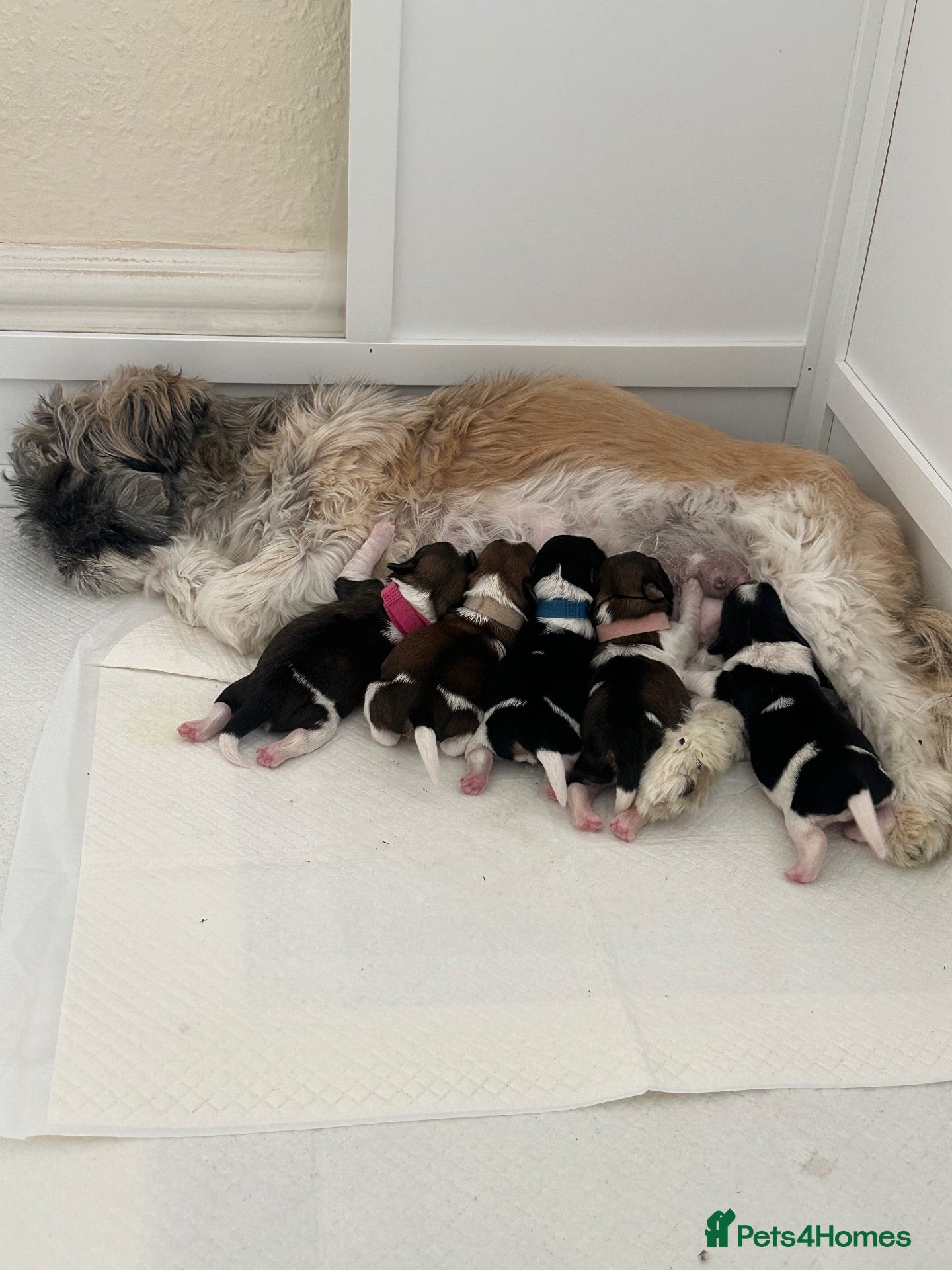 Shih Tzu dogs Shih Tzu puppies - Advert 1