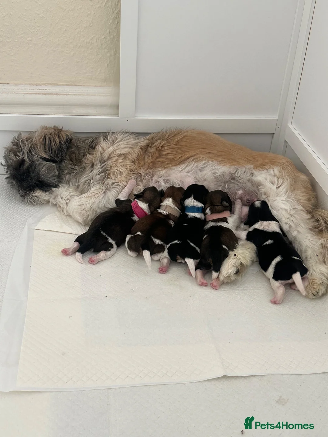 Shih Tzu dogs for sale: Shih Tzu puppies - Advert 1
