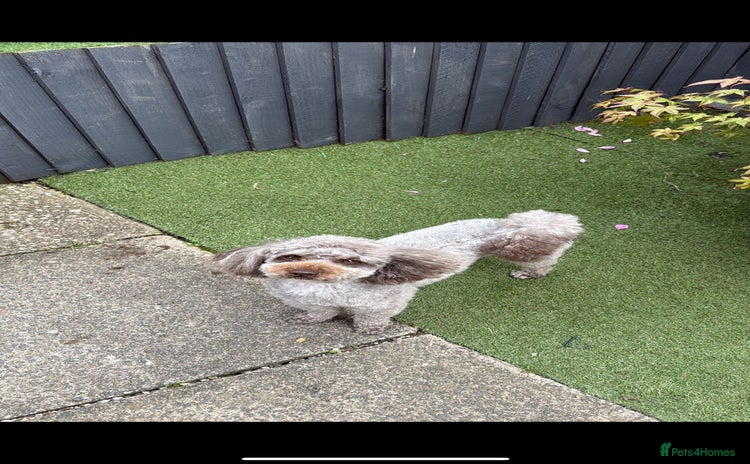 Toy Poodle dogs Toy poodle - Advert 2