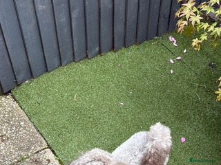 Toy Poodle dogs Toy poodle - Advert 16