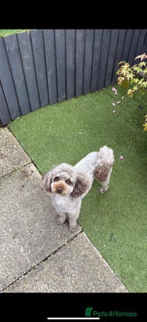 Toy Poodle dogs Toy poodle - Advert 2